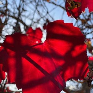 Meet your Posher, Rosemary